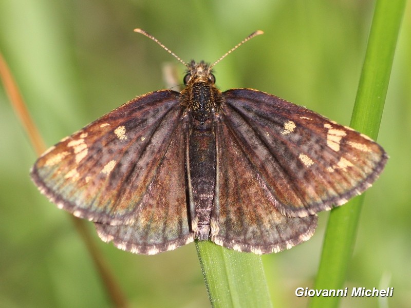 Heteropterus morpheus